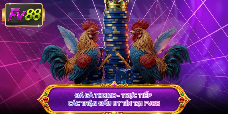 Đá Gà Thomo - Trực Tiếp Các Trận Đấu Uy Tín Tại FV88