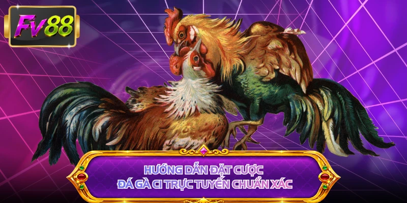 Hướng dẫn đặt cược đá gà C1 trực tuyến chuẩn xác